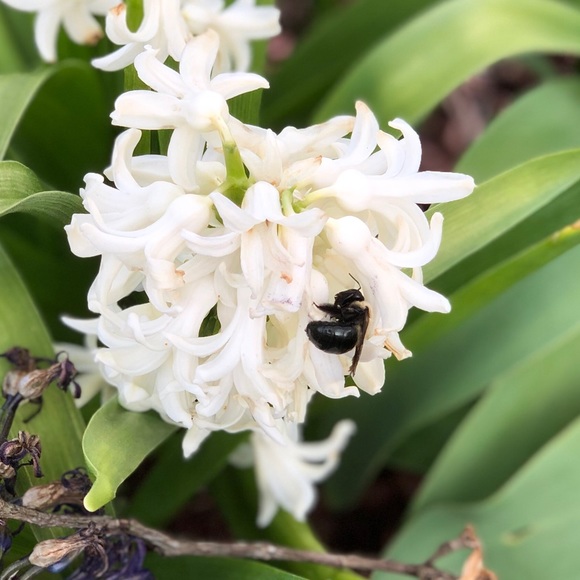 Meet your Posher, Amanda - Picture 1 of 1